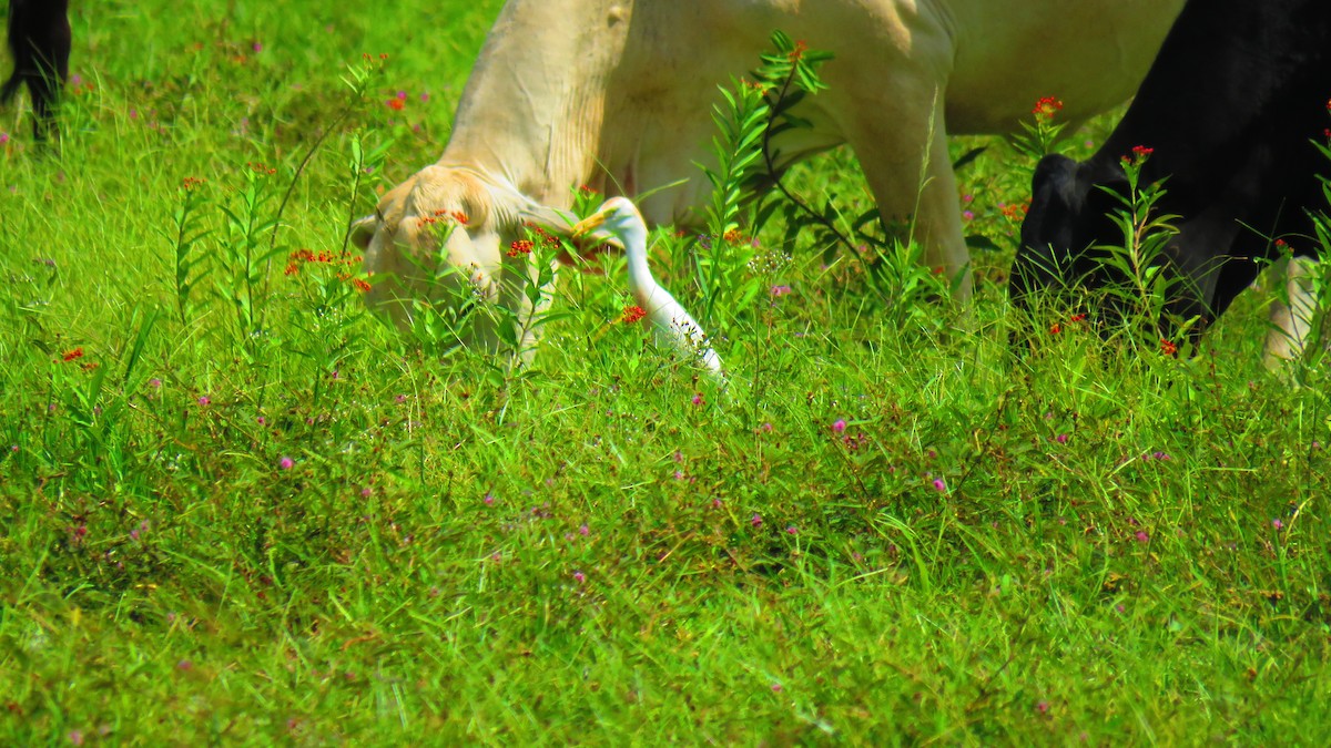 Western Cattle-Egret - ML466410061