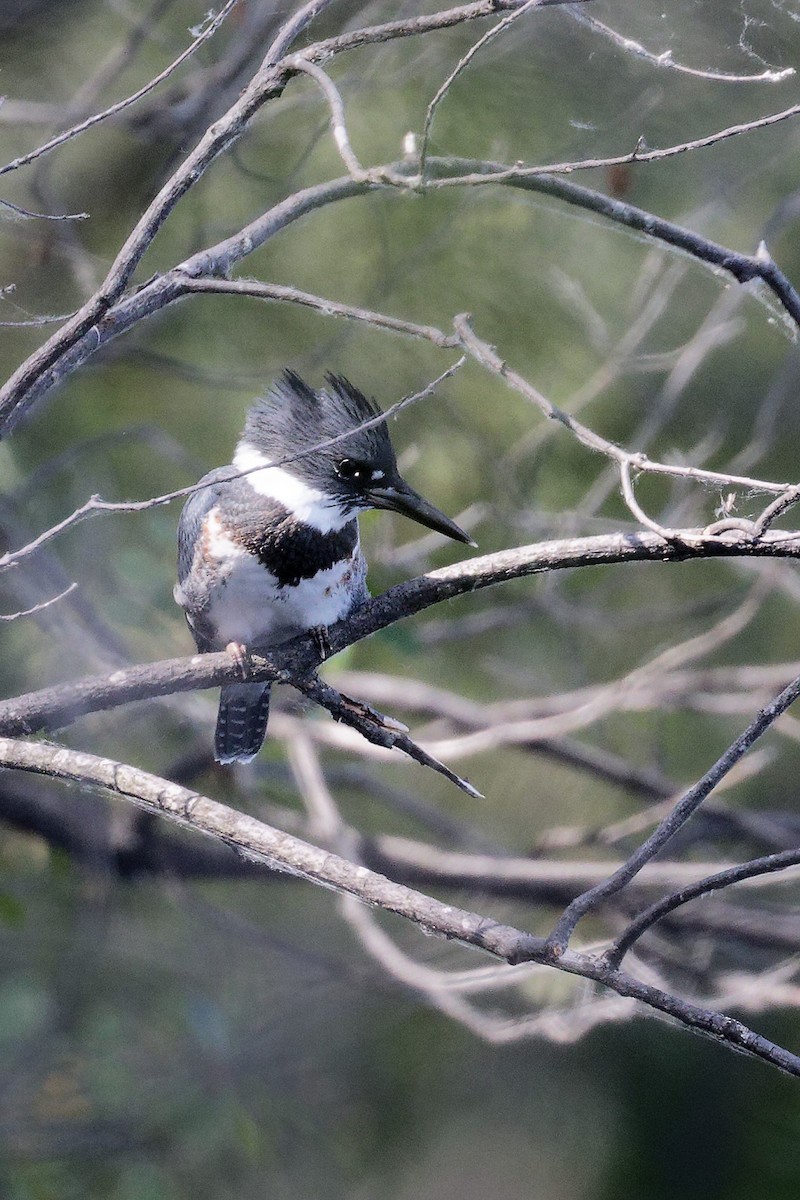 Belted Kingfisher - Mario St-Gelais