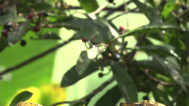 Araçari de Frantzius - ML466411