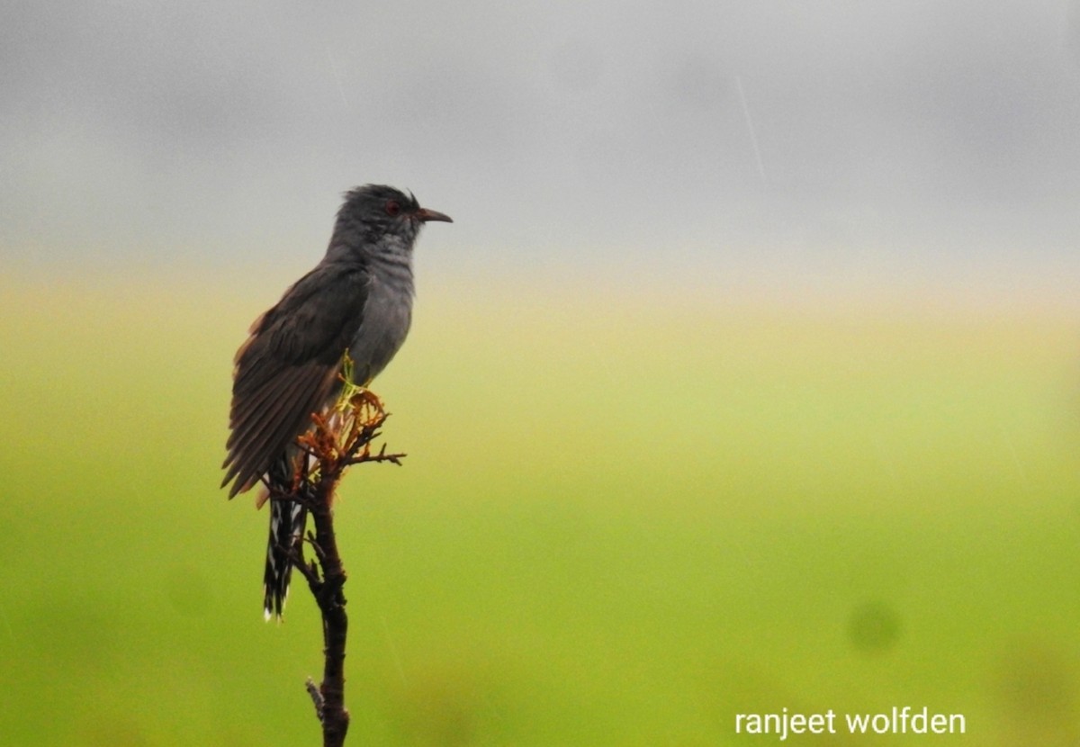 Gray-bellied Cuckoo - ML466411821