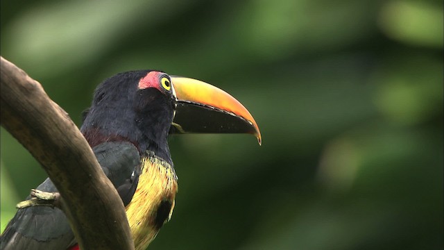 Araçari de Frantzius - ML466412