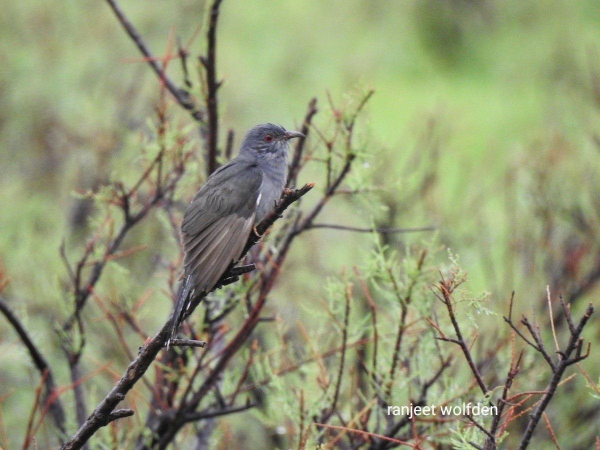 Gray-bellied Cuckoo - ML466412341