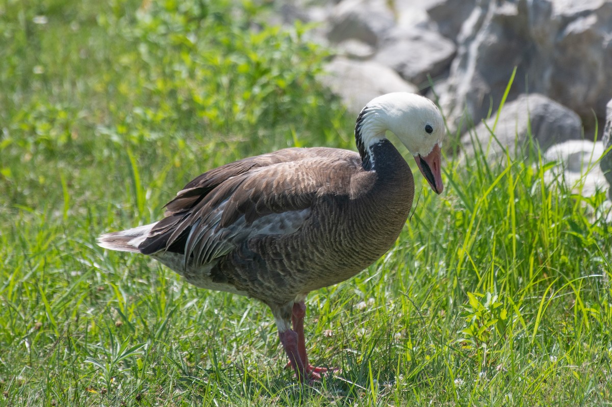 Snow Goose - ML466412651