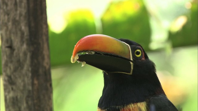 Araçari de Frantzius - ML466413