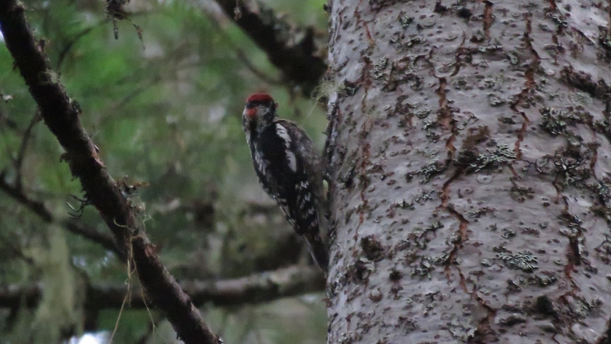 Red-naped Sapsucker - ML466413751