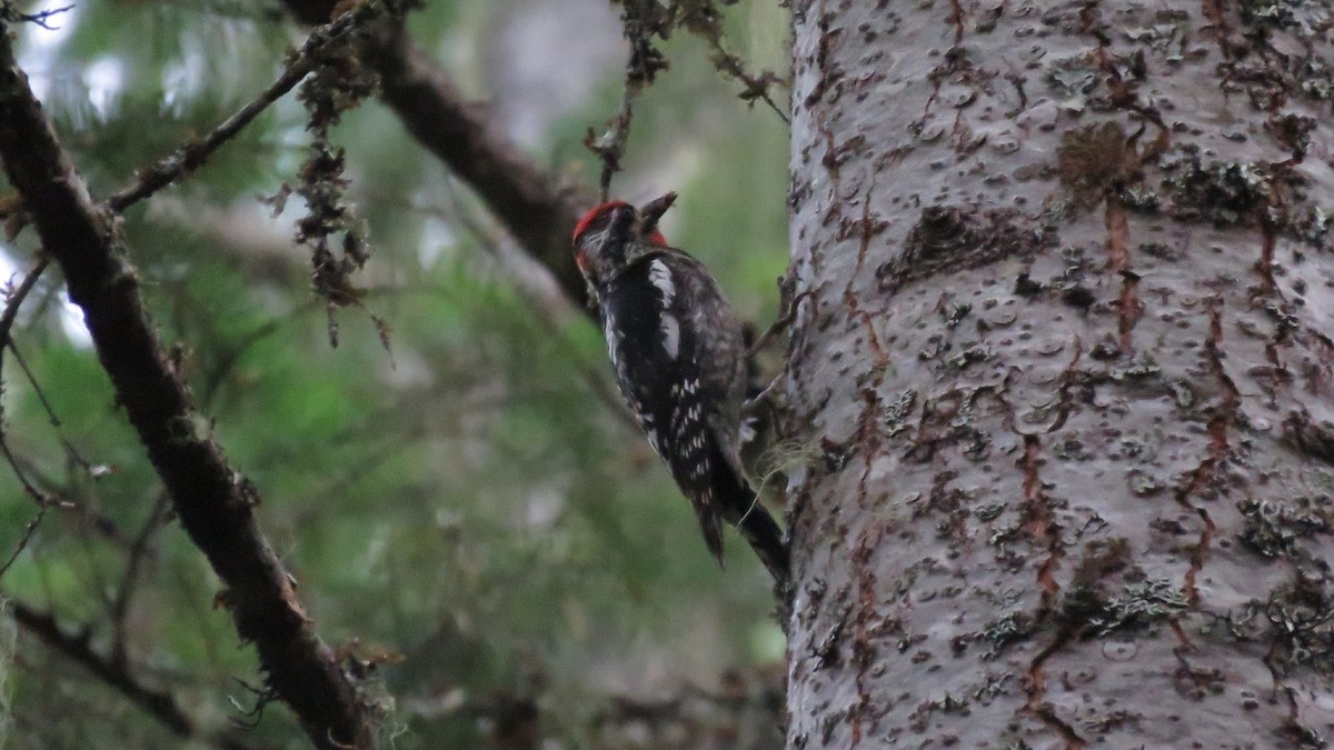 Red-naped Sapsucker - ML466413771