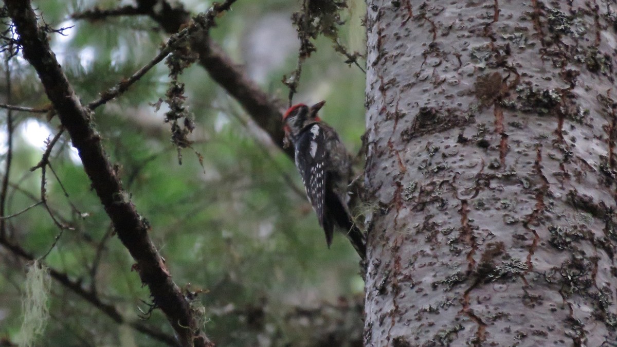 Red-naped Sapsucker - ML466413781