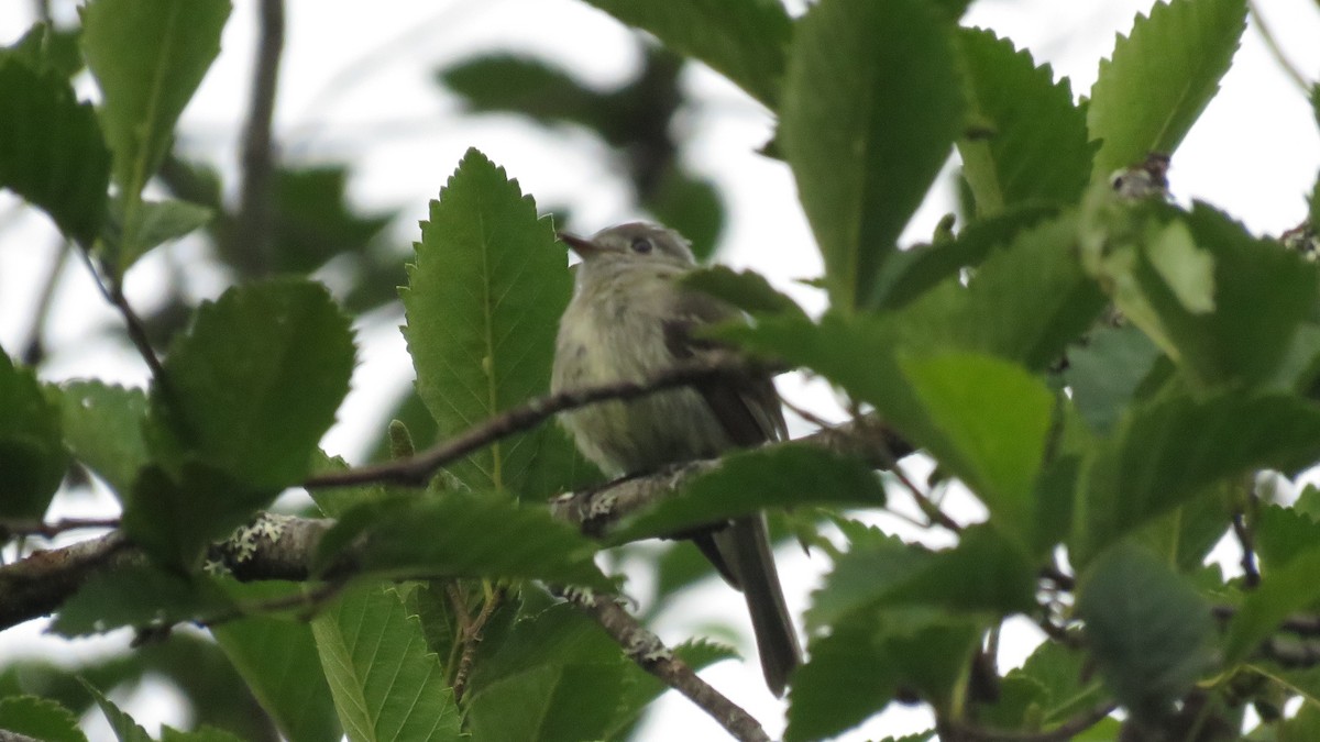 Hammond's Flycatcher - Dan J. MacNeal