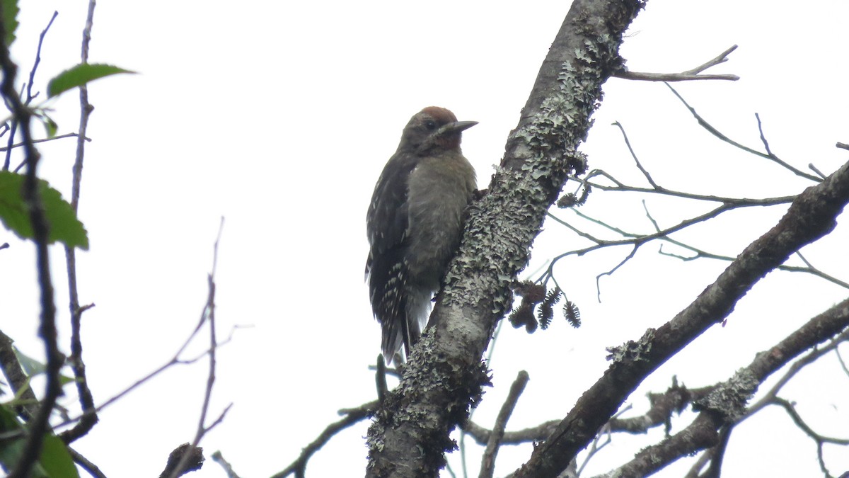 Red-breasted Sapsucker - ML466414271