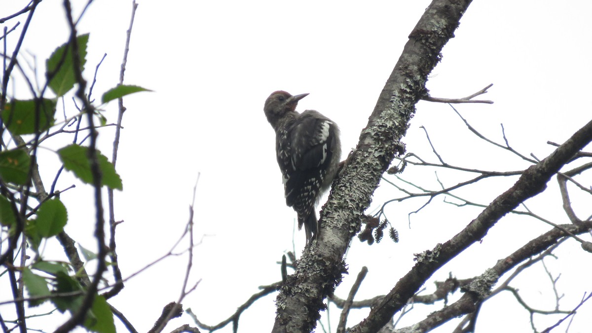 Red-breasted Sapsucker - ML466414281