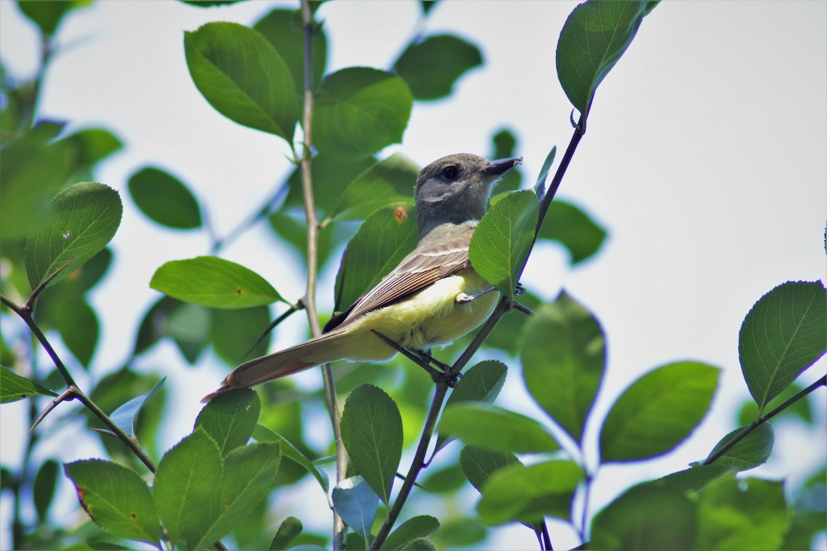 Great Crested Flycatcher - Allie Miller