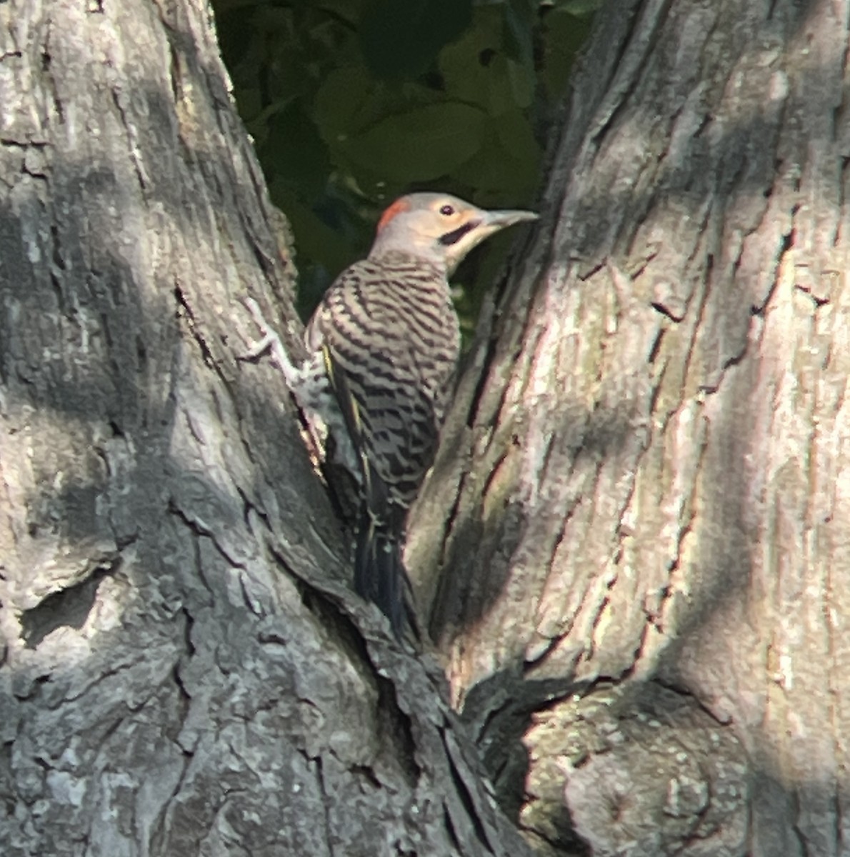 Northern Flicker - ML466415101