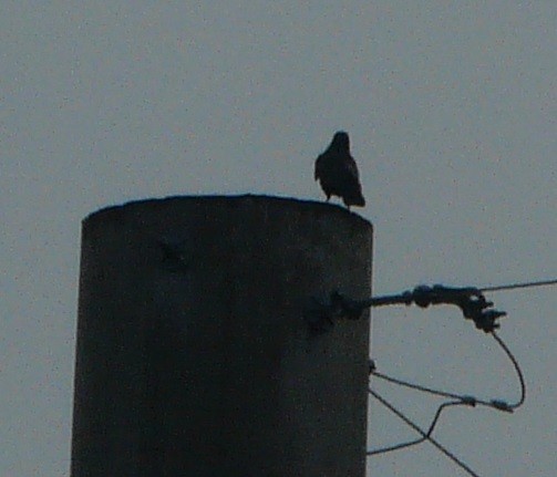 Fish Crow - ML466415161