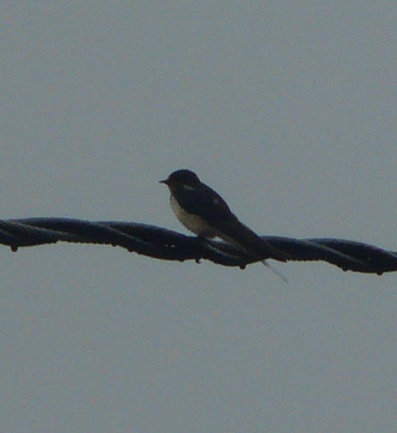 Barn Swallow (American) - ML466415201
