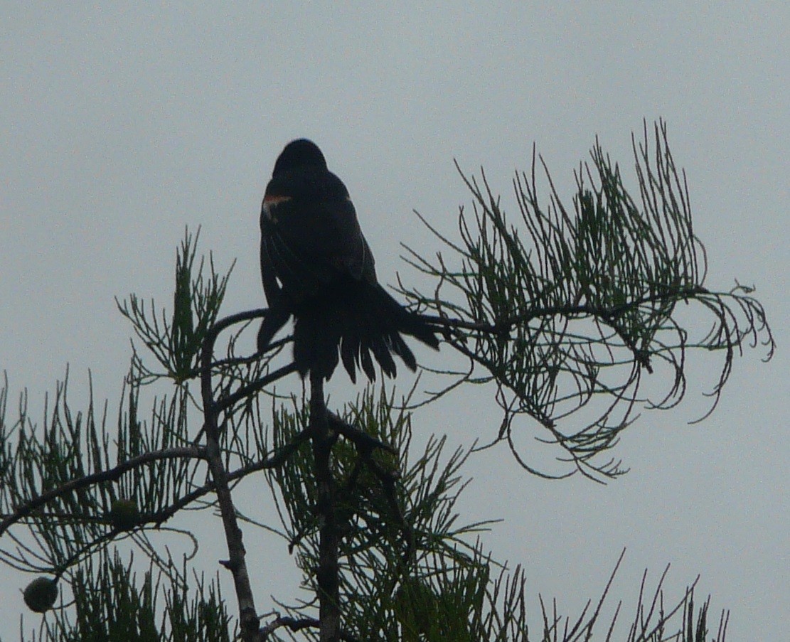 Red-winged Blackbird - ML466415551