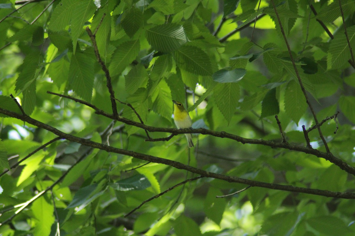 Yellow-throated Vireo - Allie Miller