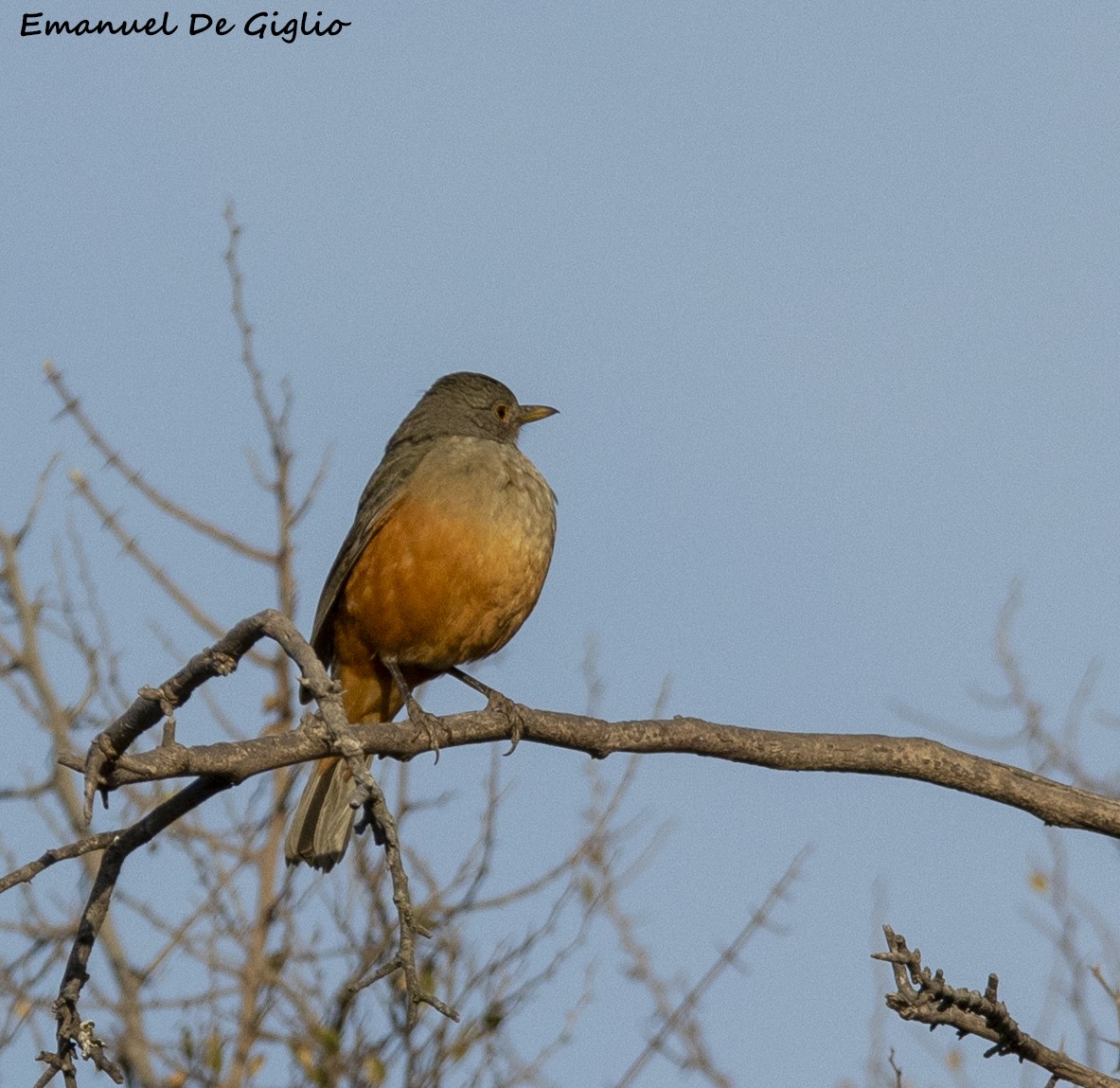 Rufous-bellied Thrush - ML466416371