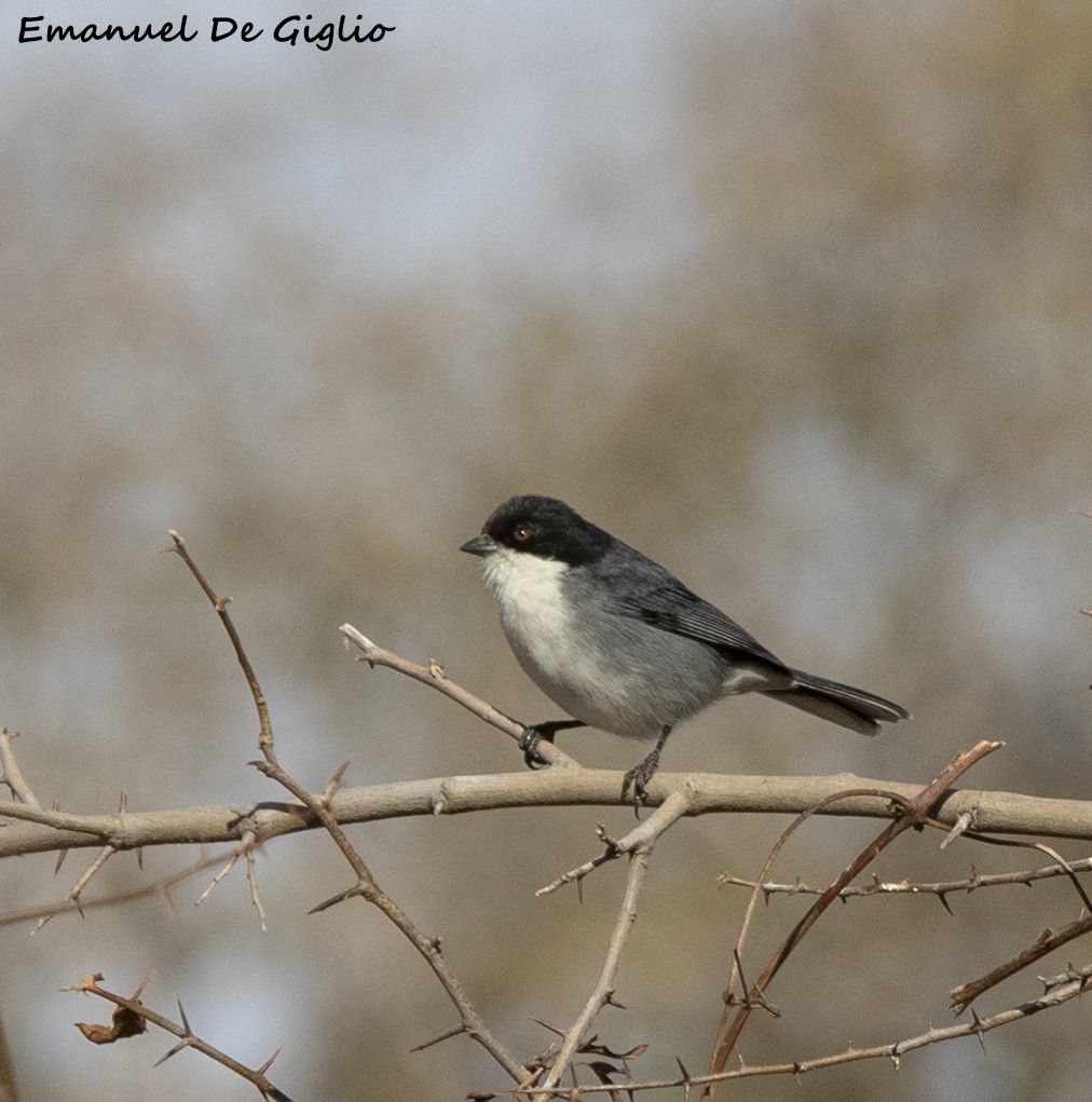 Black-capped Warbling Finch - Emanuel De Giglio