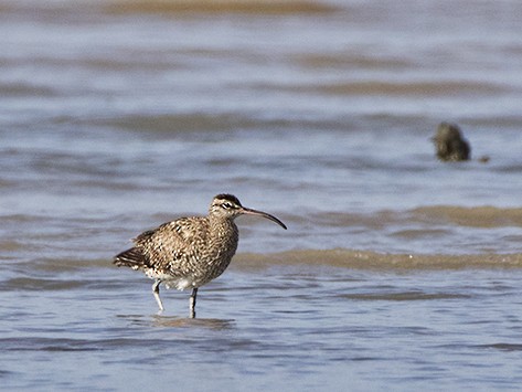 Whimbrel - ML46641641