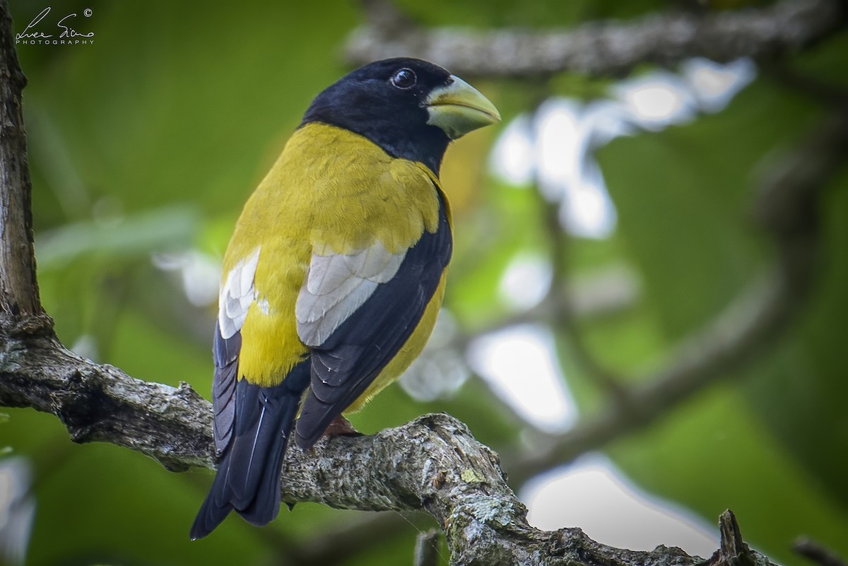 Hooded Grosbeak - ML466416501