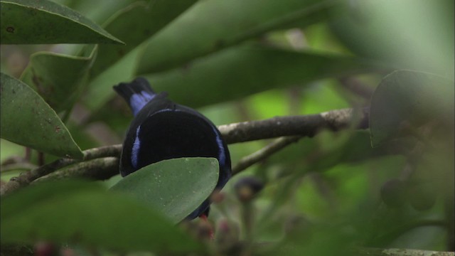 Red-legged Honeycreeper - ML466417