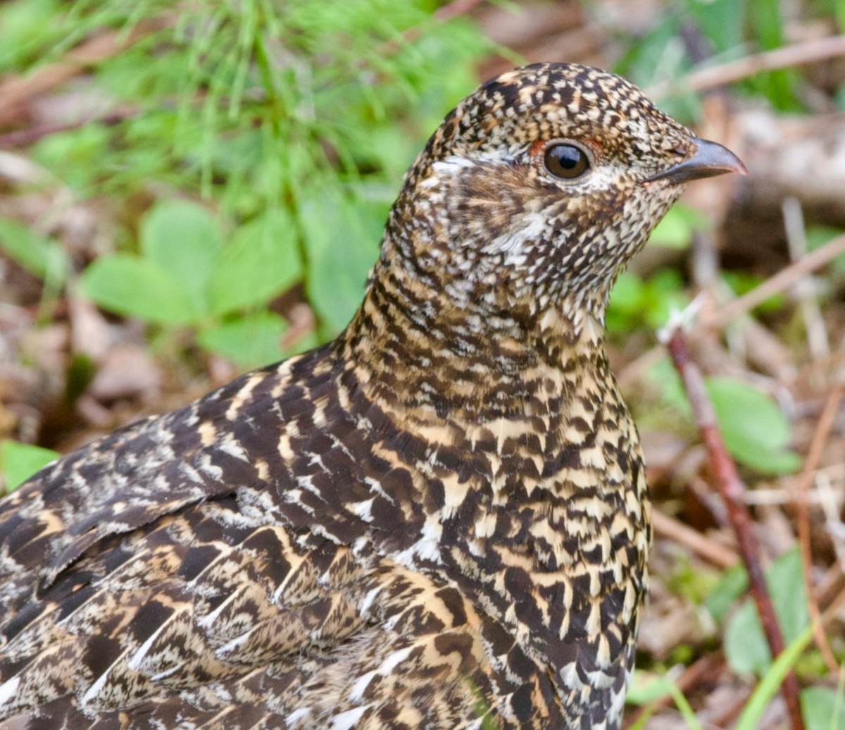 Spruce Grouse - ML466417041