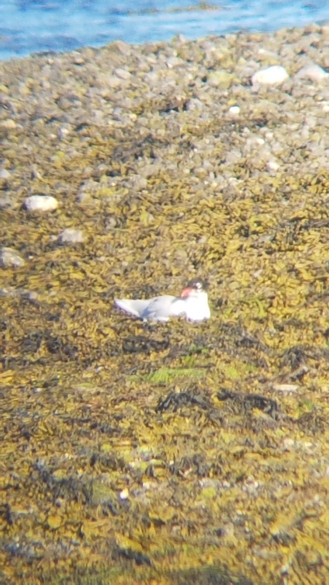 Mediterranean Gull - ML466417271