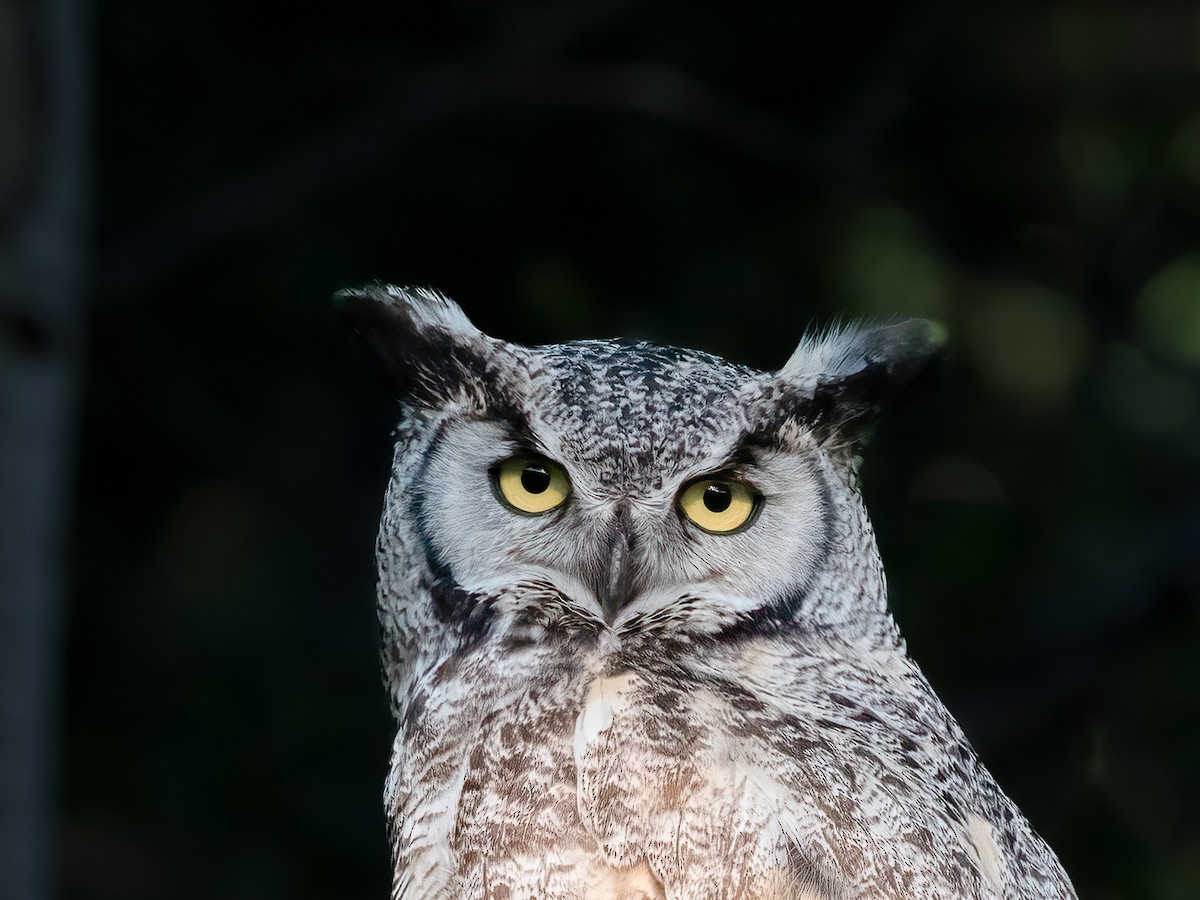 Great Horned Owl - ML466418081