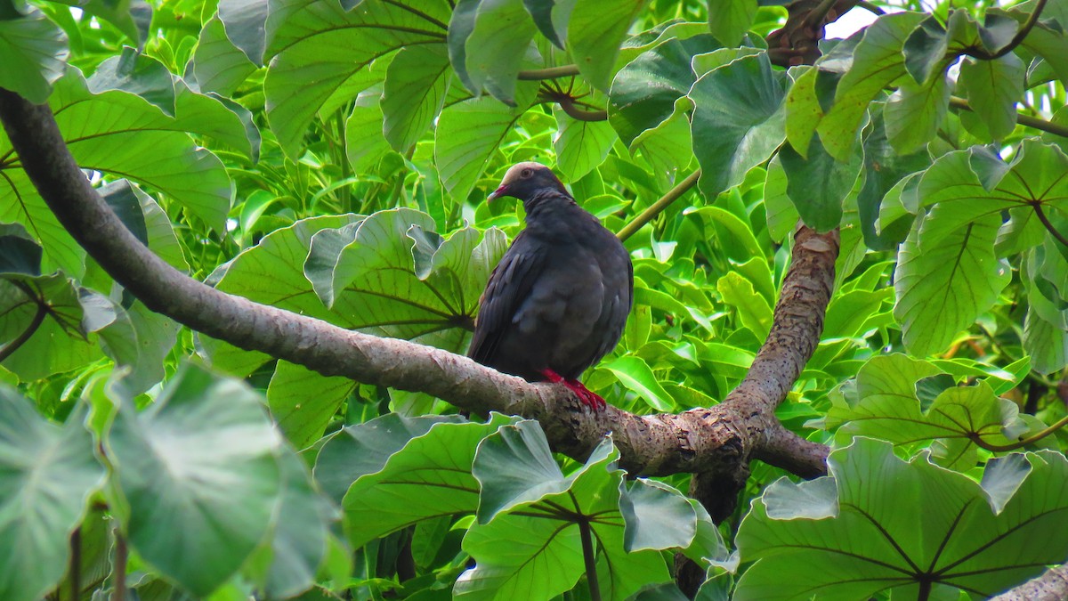 White-crowned Pigeon - ML466418311