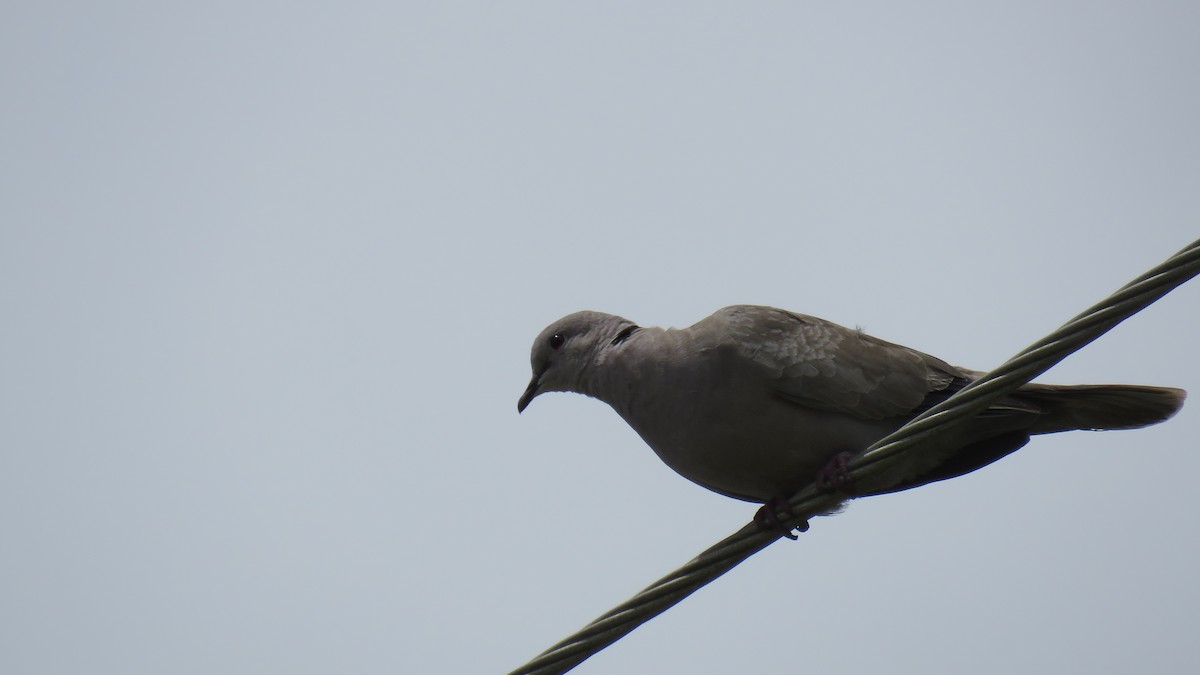 Eurasian Collared-Dove - ML466418511