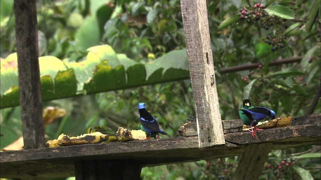 Red-legged Honeycreeper - ML466419