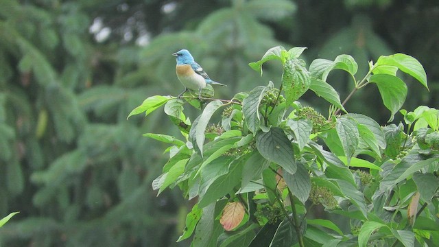 Lazuli Bunting - ML466419861