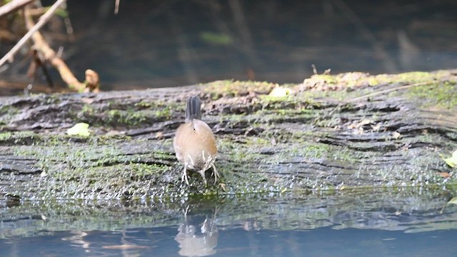 Sharp-tailed Streamcreeper - ML466420251