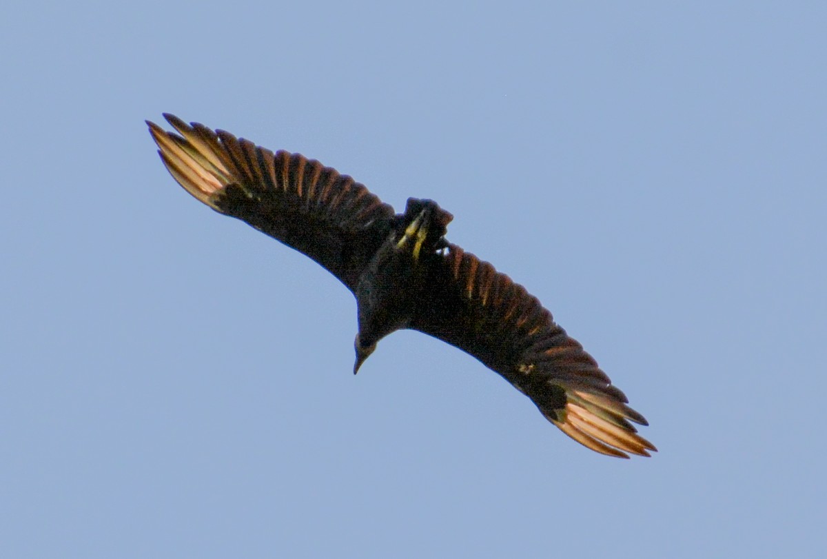 Black Vulture - ML466421041