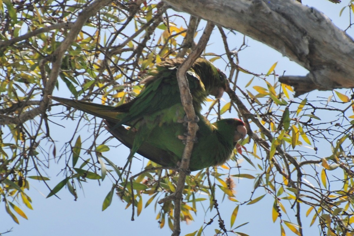 Scarlet-fronted/Cordilleran Parakeet - ML466421821