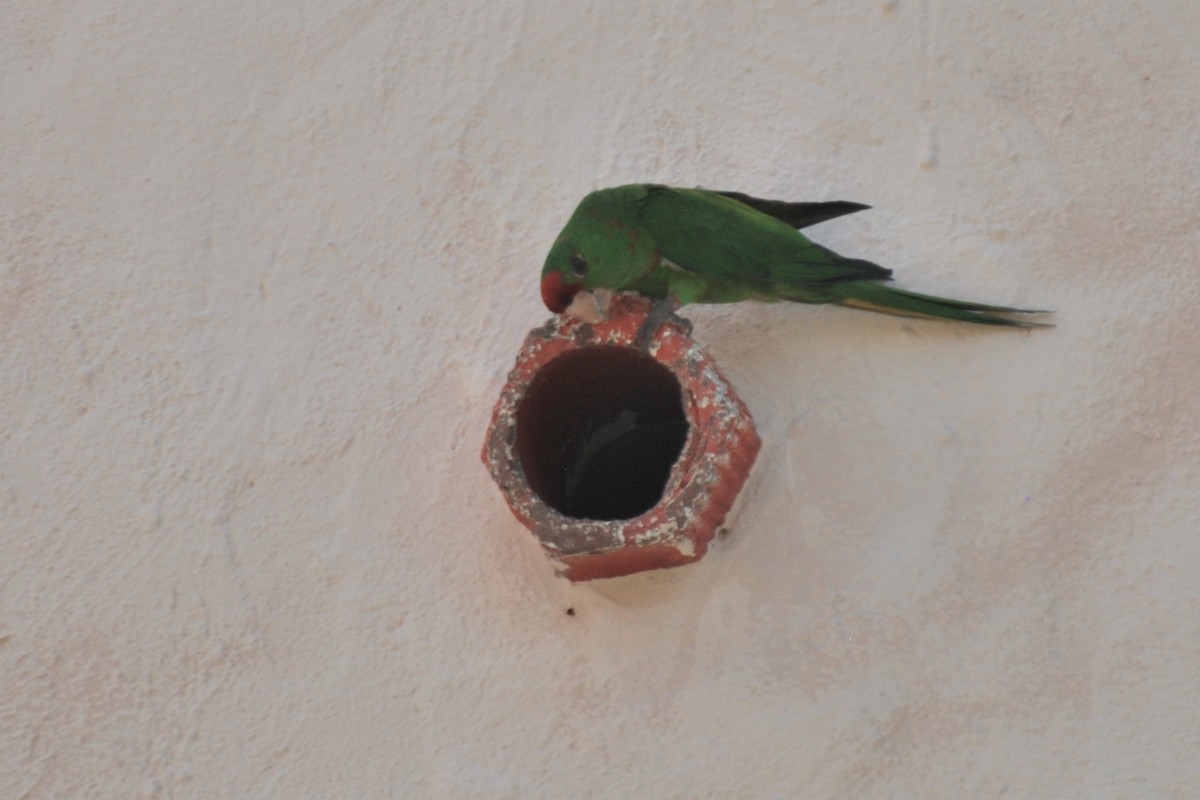 Scarlet-fronted/Cordilleran Parakeet - ML466421831