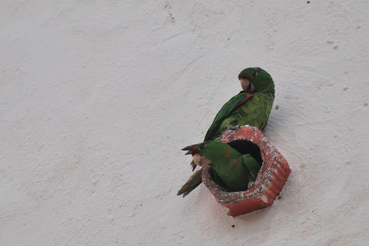 Scarlet-fronted/Cordilleran Parakeet - Tom Bisko