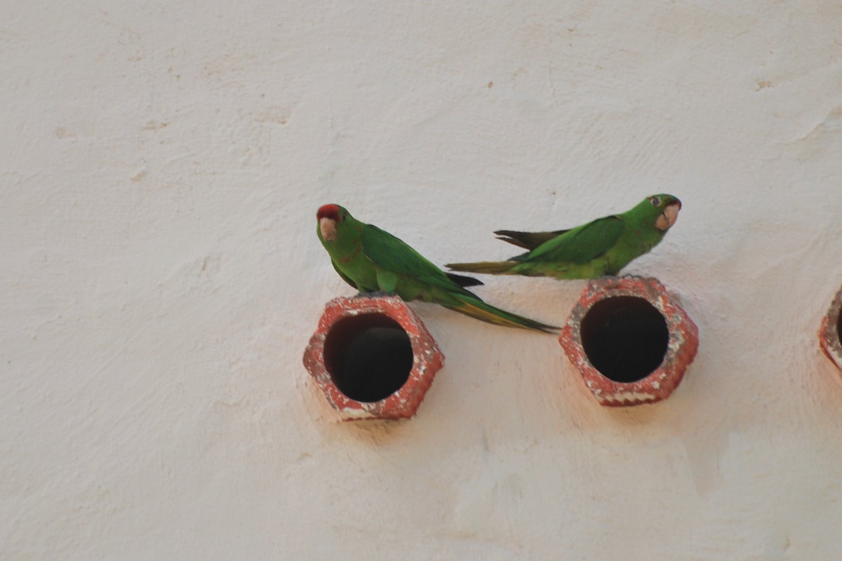 Scarlet-fronted/Cordilleran Parakeet - ML466421871