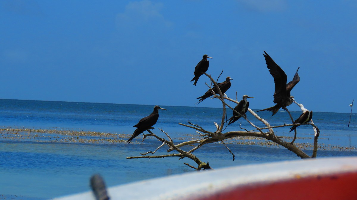 Magnificent Frigatebird - ML466422501