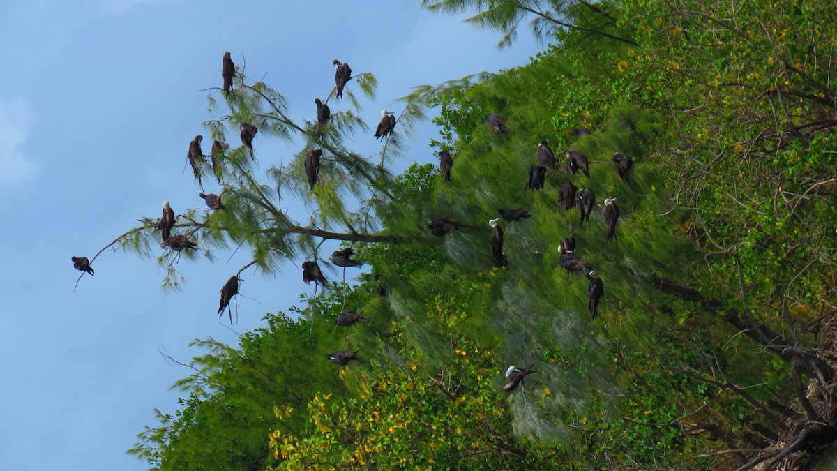 Magnificent Frigatebird - ML466422551