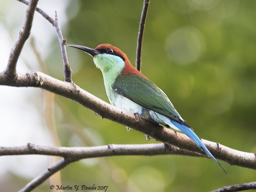 Rufous-crowned Bee-eater - ML46642261