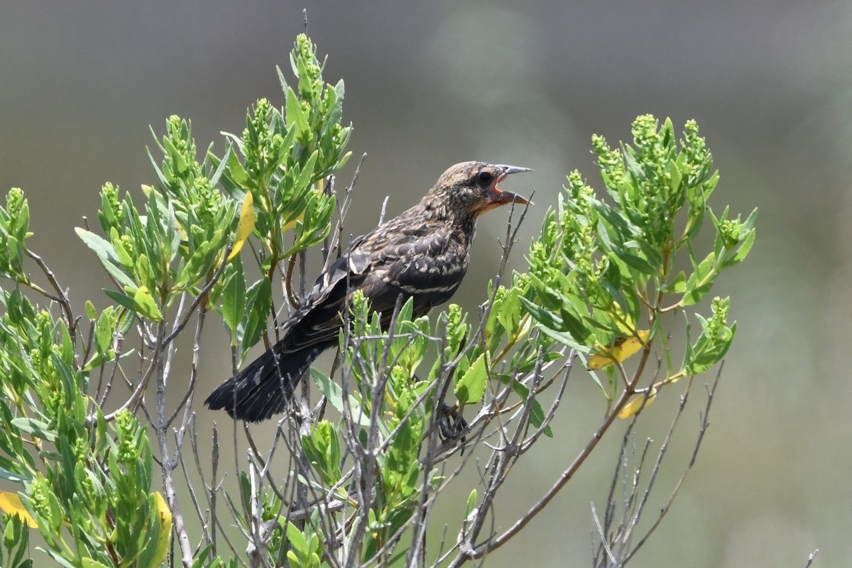 Red-winged Blackbird - ML466422761