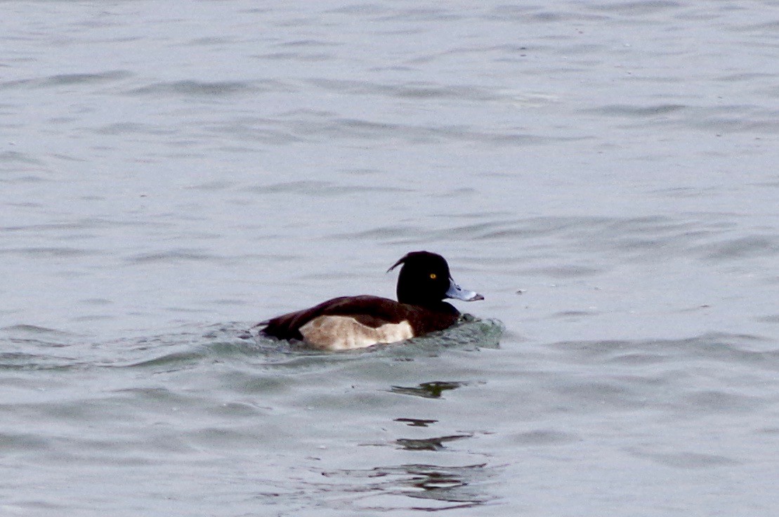 Tufted Duck - ML46642391