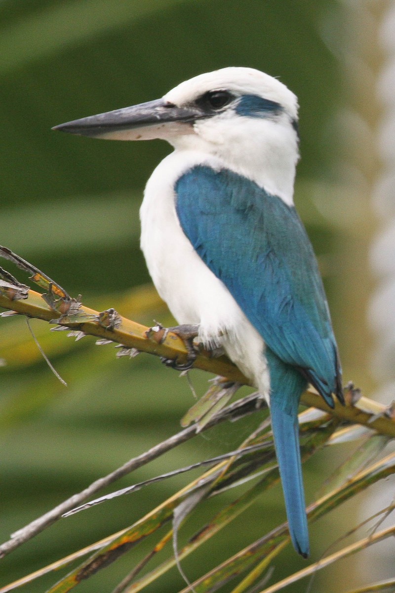 Mariana Kingfisher - ML46642431