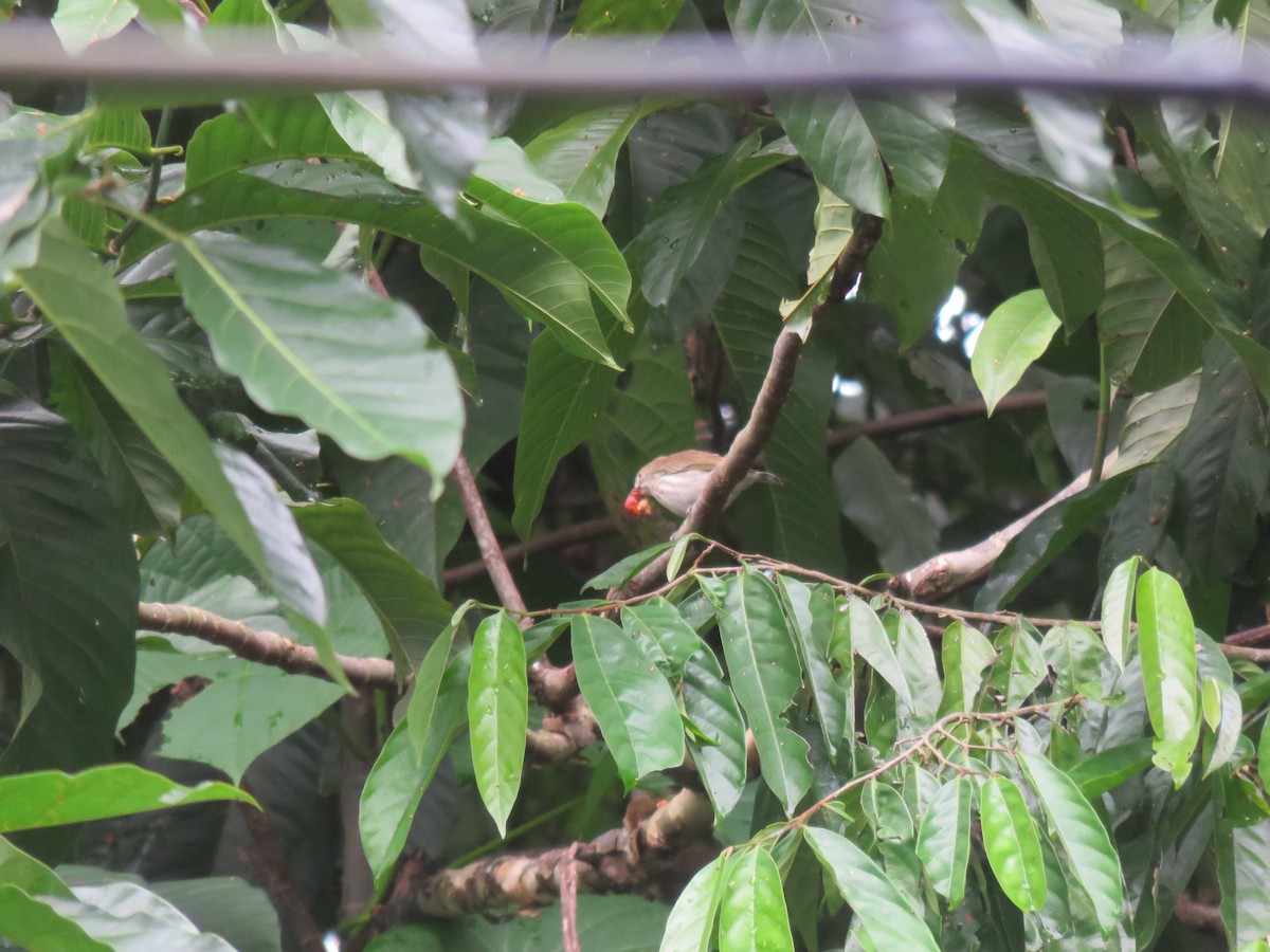 Thick-billed Flowerpecker - ML46642781