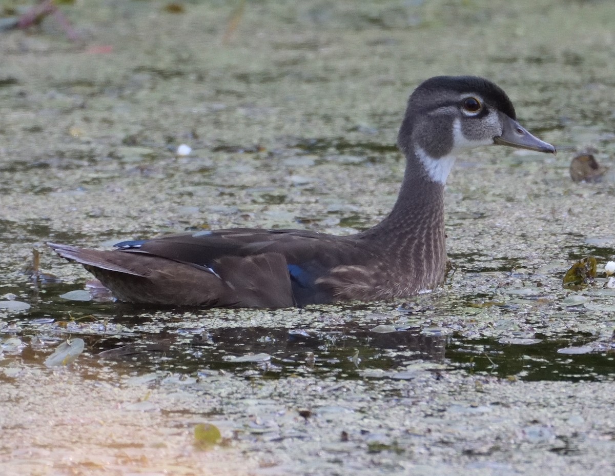 Wood Duck - ML466427841