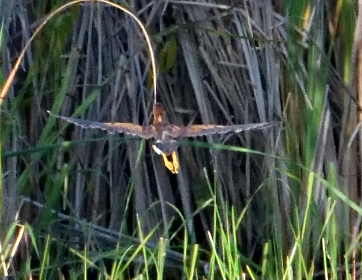 Least Bittern - ML466428091