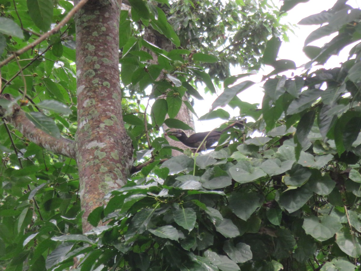 Luzon Hornbill - ML46642821