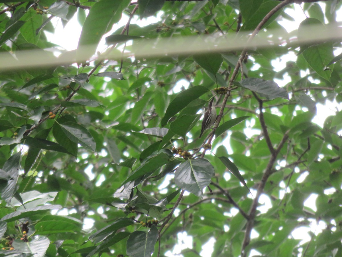 Stripe-sided Rhabdornis - ML46642841