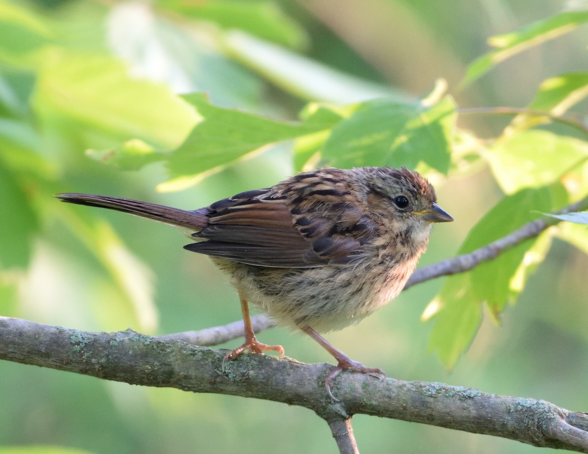 Swamp Sparrow - ML466428431